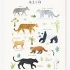 Affiche Animaux D'Asie Living Earth LILIPINSO Gris - Lilipinso -Boutique Vertbaudet affiche animaux dasie living earth lilipinso