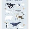 Affiche Animaux Pôle Nord/Sud Living Earth LILIPINSO Bleu Glacier - Lilipinso -Boutique Vertbaudet affiche animaux pole nordsud living earth lilipinso